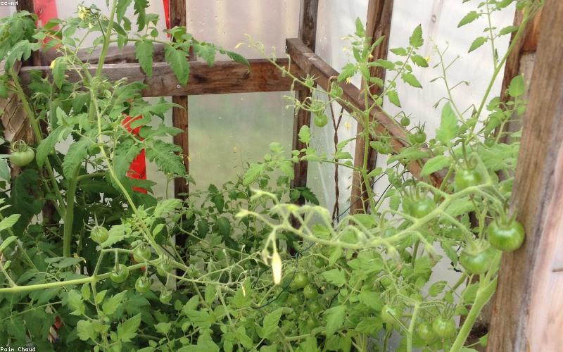 Productive homestead garden